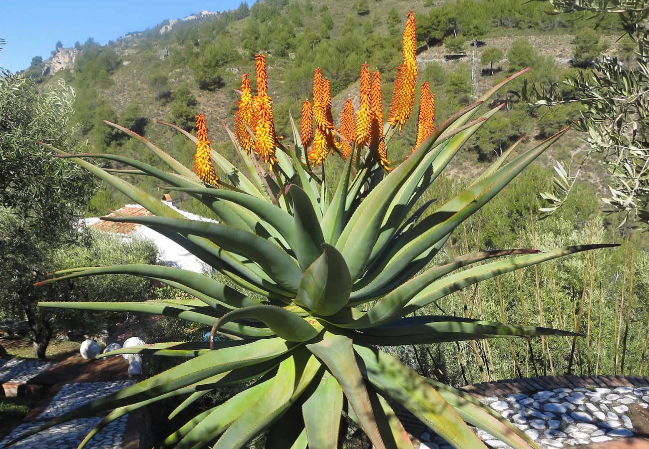 Gîte Rural à Frigiliana - Frigiliana 010